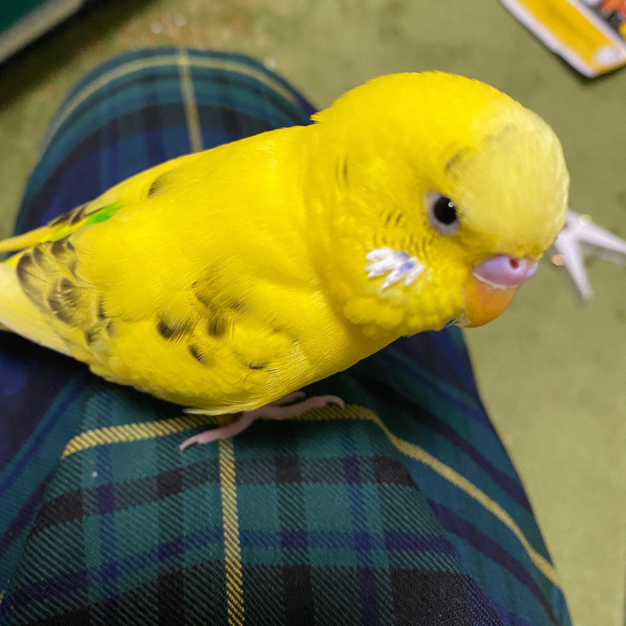 かわいいインコ Explore Tumblr Posts And Blogs Tumgir かわいいインコ Explore Tumblr Posts And Blogs Tumgir