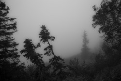 northskyphotography:  Foggy Morning by North Sky Photography