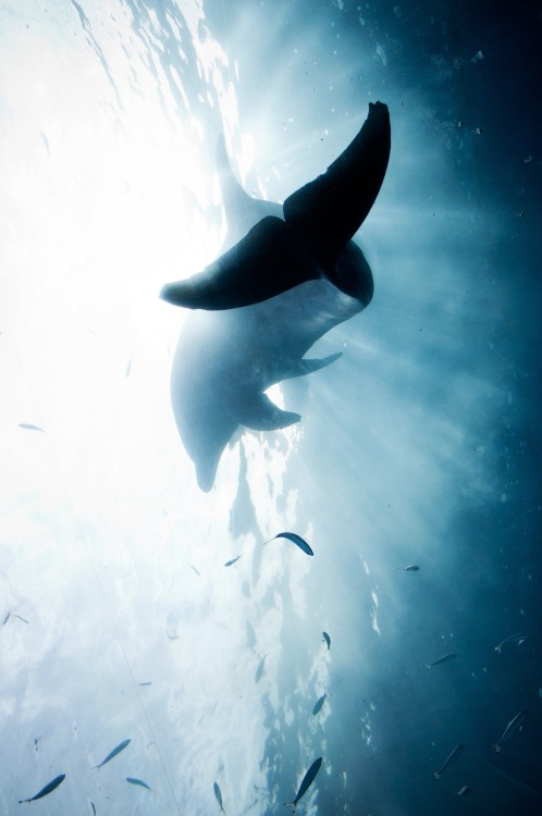 wavemotions: Dolphin by Yosuke Shimizu