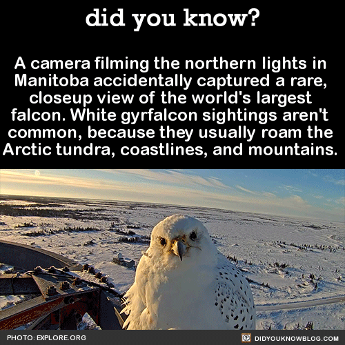 did-you-kno:  A camera filming the northern lights in Manitoba accidentally captured