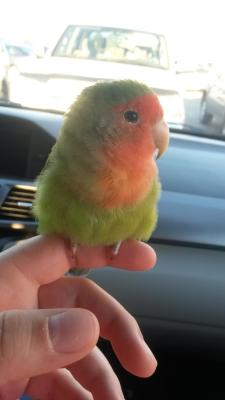 awwww-cute:  Little lovebird