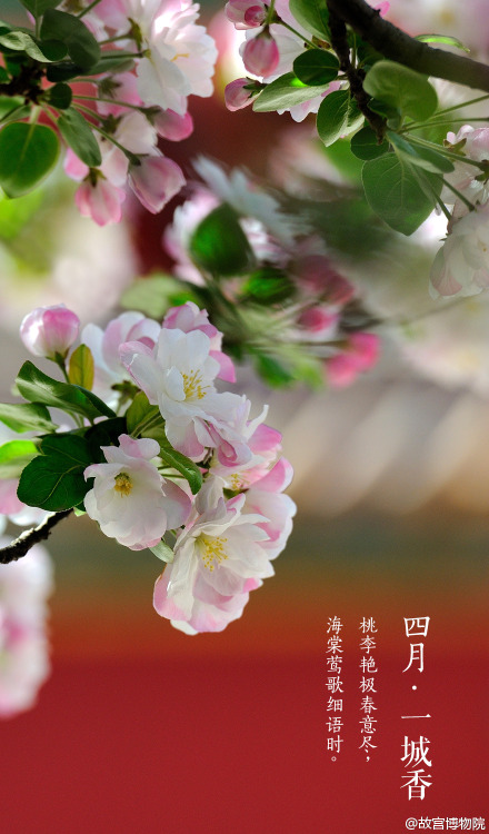 April, spring, chinese small apple blossoms, the Forbidden City. By 故宫博物院.