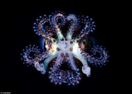 badass-bharat-deafmuslimpunkstar:nudiemuse:phototoartguy:Eerie beauty of the squid: Underwater photo