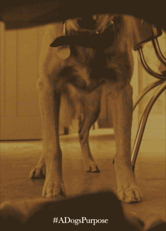 adogspurposemovie:  “What is the meaning of life? Are we here for a reason? Is