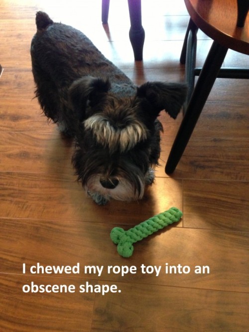 dogshaming:  I’m obsene I chewed my rope toy into an obscene shape. I don’t get it–why are you laughing? Love, KaiserView Post