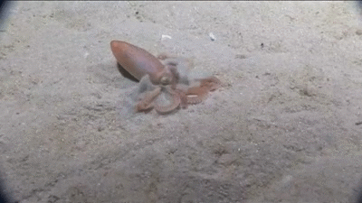 todropscience:  Southern Sand octopus  (Octopus Kaurna)   lacks chromatophores for