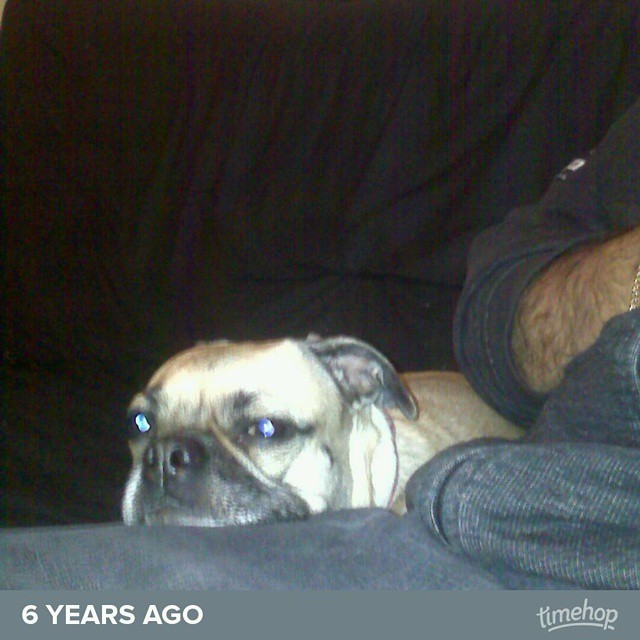 Lazy pug is lazy. Miss you, Jen & Chris! #lapdog #toocute #cutenessoverload #Georgia (at Merrick Place Apartments)