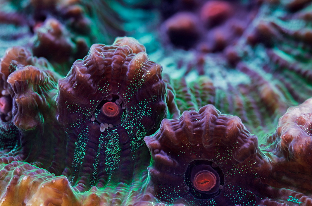 thelovelyseas:  Coral under high magnification by Daniel Stoupin