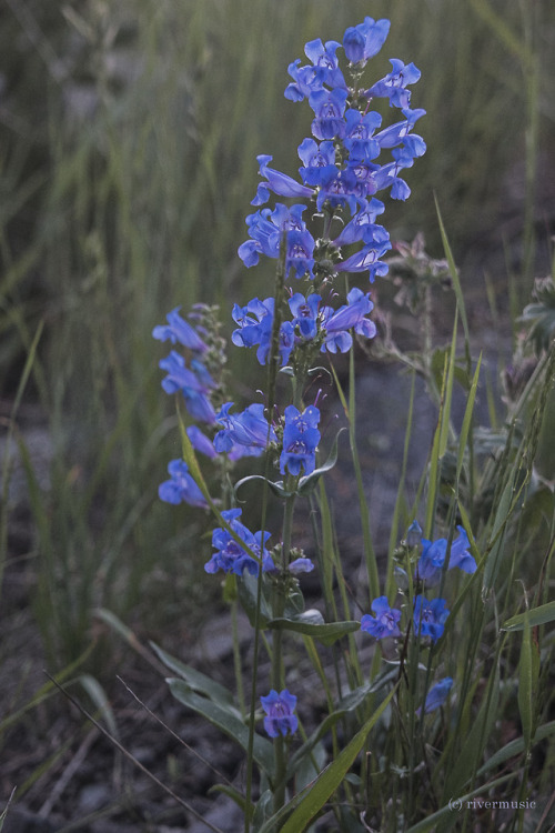 Blue Penstemon backlit by the rising sun, Sylvan Pass, Yellowstone National Park, Wyomingriverwindph