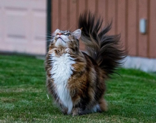 awwww-cute: My friend’s fabulous Maine coon. MeOOW