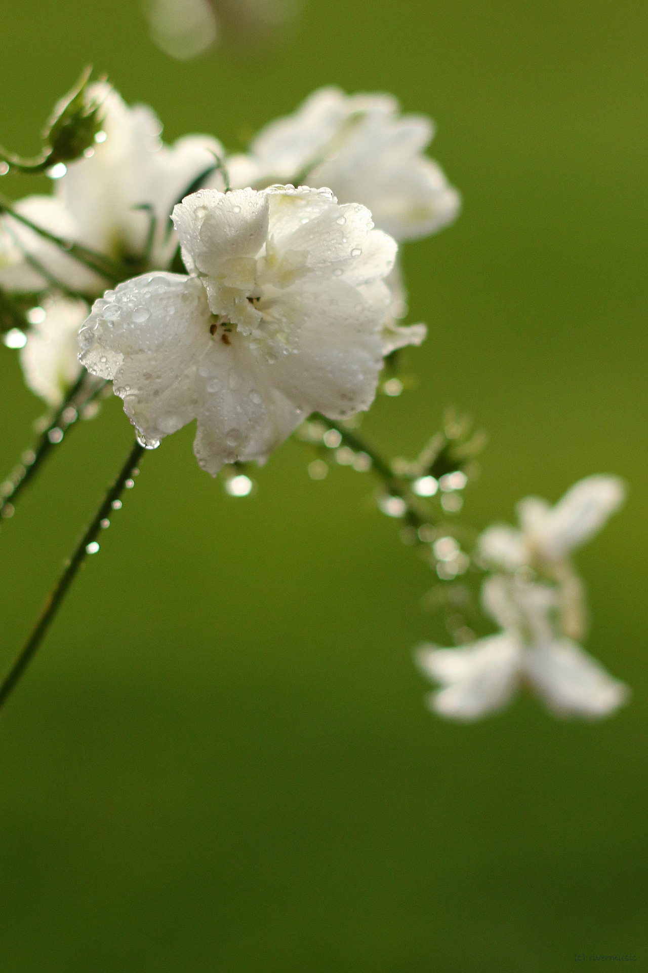 moments&ndash;in&mdash;time:    photo by rivermusic, July 15, 2015 Please