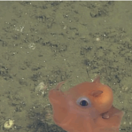 ilovecephalopods:  huffingtonpost:  New Octopus Is So Adorable It Might Be Named Opisthoteuthis AdorabilisThe most adorable little octopus in the world looks like a cross between a Pac-Man ghost and a Pokemon creature.Just don’t ask for its name because