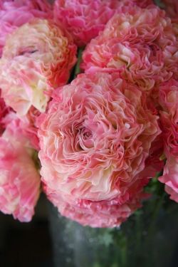 flowersgardenlove:  Ranunculus ‘Vigor Pi Beautiful gorgeous pretty flowers
