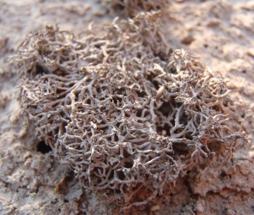 Aspicilia filiformisGod I love that the description I found for this lichen as “creeping.” Creeping 