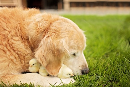 magicalnaturetour:Sweet Photos of a Senior Golden Retriever Snuggling with Baby Chicks. Remember Cha