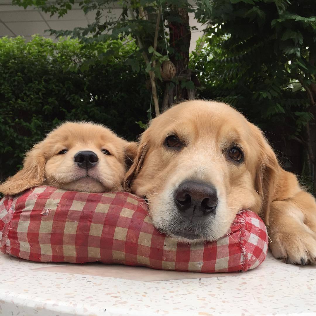 They share a pillow (Source: http://ift.tt/1UNf2ba)