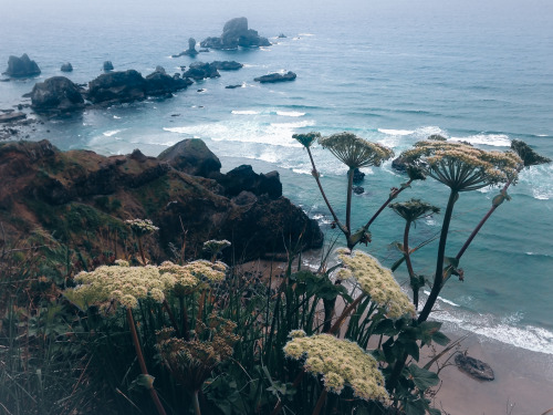 leaberphotos:I swear it’s just a breeze, Or raindrops of empathyEcola State Park, Oregoninstagram