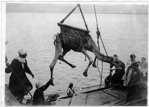 scrapironflotilla: Arab dockworkers loading a camel onto a barge, 1918.