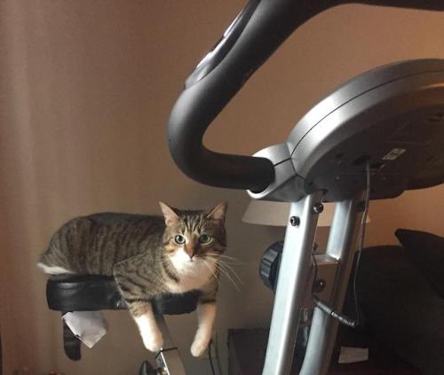 cutekittensarefun:I guess I can’t work out today