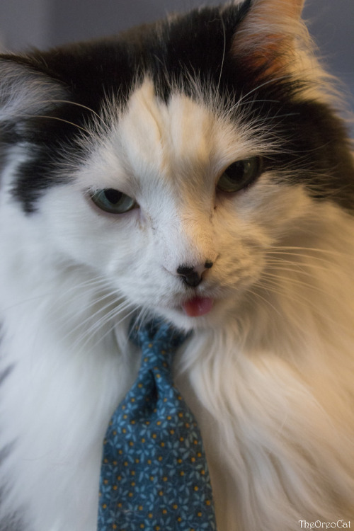 theoreocat:Business Blep