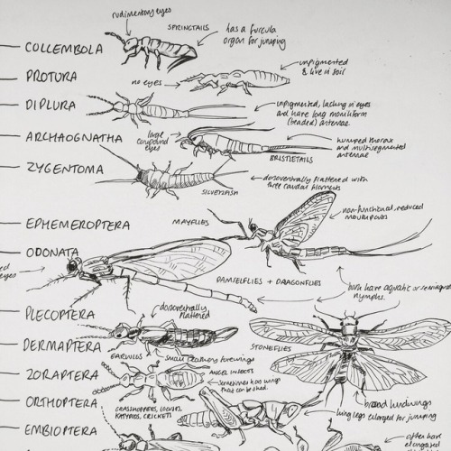 kalamboart:Procrastination via drawing an entire insect phylogeny. Might sell prints of it at some p
