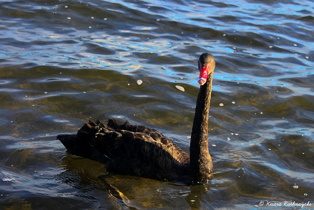 Black Swan - Lake Pupuke, Takapuna
Photograph by Kesara Rathnayake [flickr].
——
This image was created with free open source softwares UFRaw and Gimp.
This image is licensed under a Creative Commons Attribution-ShareAlike 3.0 Unported License.