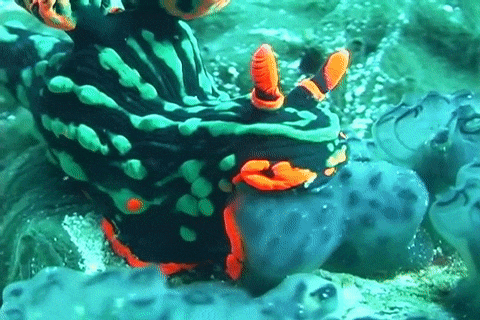 seatrench:Nembrotha kubaryana(source)