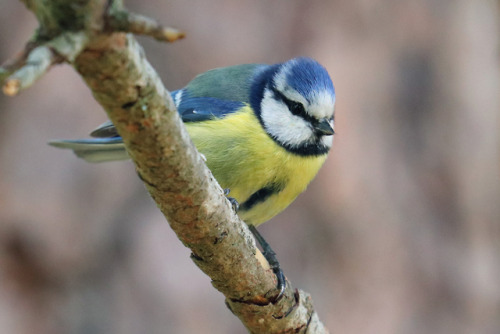 Blue tit/blåmes.