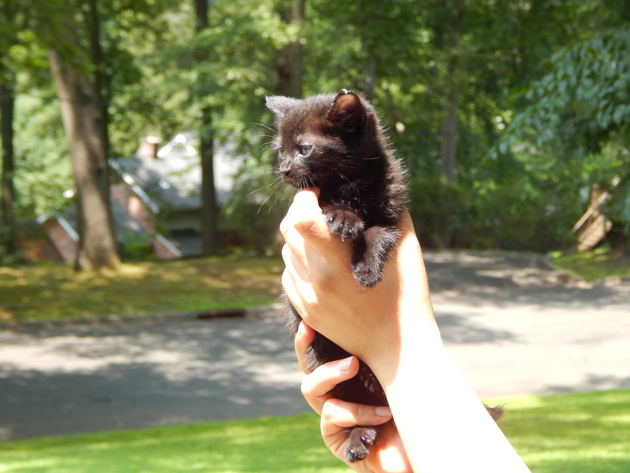 catp0rn:  This little lady is eating solids all on her own - which means she’s