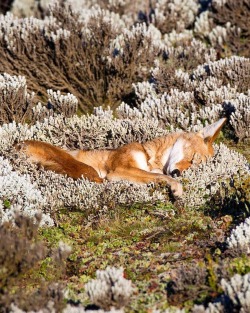 beautiful-wildlife:  Ethiopian Wolf by Will