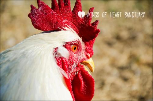 Wings of Heart, santuario de animales en Madrid, España. www.flickr.com/photos/wingsofheartsanctuary