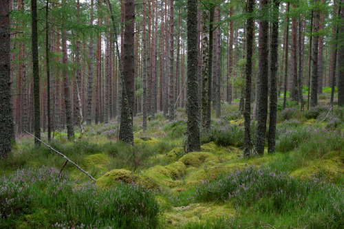 Pine, heather and moss by Mark Sewell