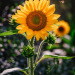 touchn2btouched:“There Are No Limits To What You Can Accomplish, Except The Limits