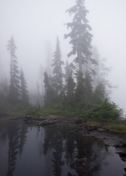 90377:   Trees in Fog by Lomacar on Flickr.