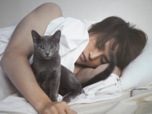 So both Kamiya Hiroshi and Jaejoong’s cats are/were Russian Blues&hellip;&hellip;I’m