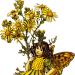 winslowat3am:✧* Vintage Flower Fairies by Cicely Mary Barker ✧*