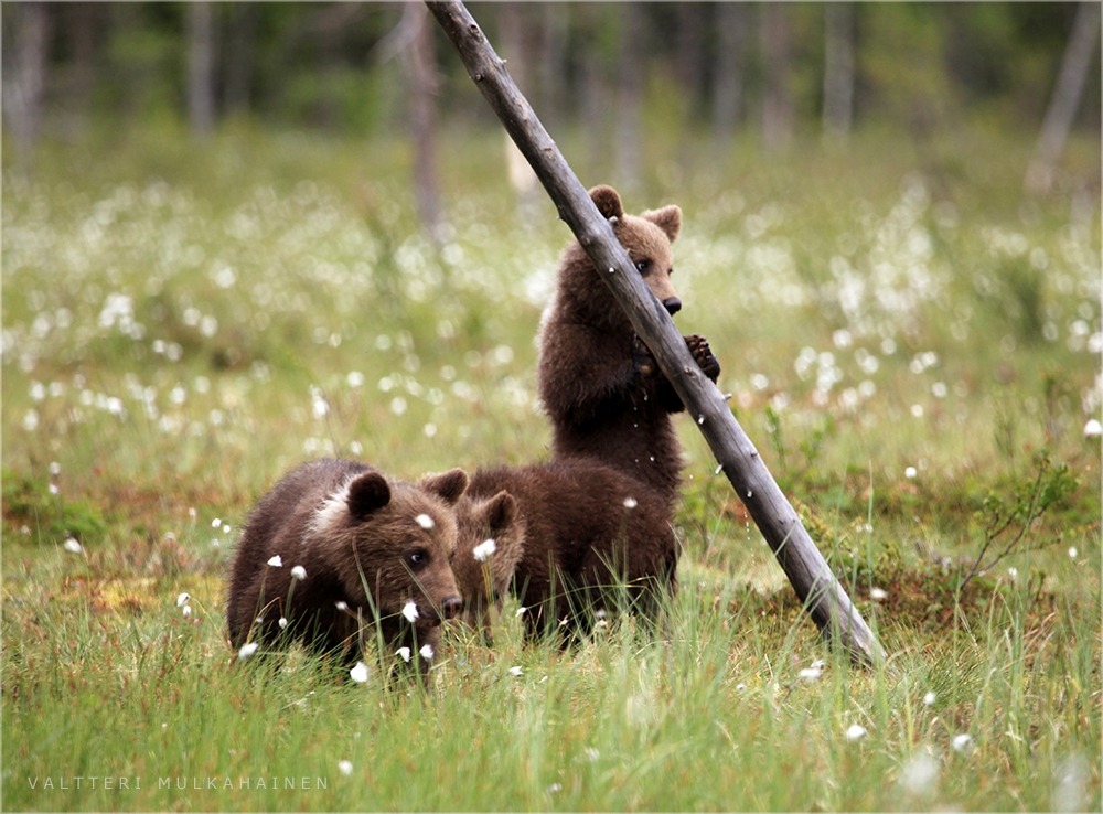 wapiti3:  Triplets! photos by Valtteri Mulkahainen 