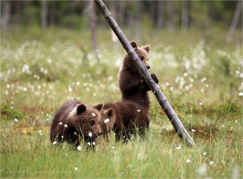 wapiti3:  Triplets! photos by Valtteri Mulkahainen adult photos