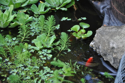 The more plants I grow in my pond, the clearer the water gets !