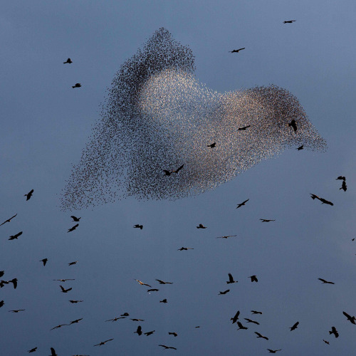 theeconomist:Black kites fly in the foreground, as a murmuration of starlings perform a spectacular 