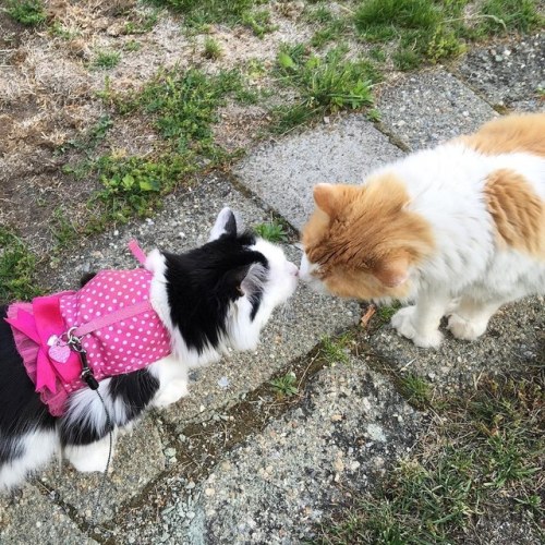 craycrayanon: allthyvexations: nunyabizni: catsbeaversandducks: Neighbor’s Cat Comes to See Hi