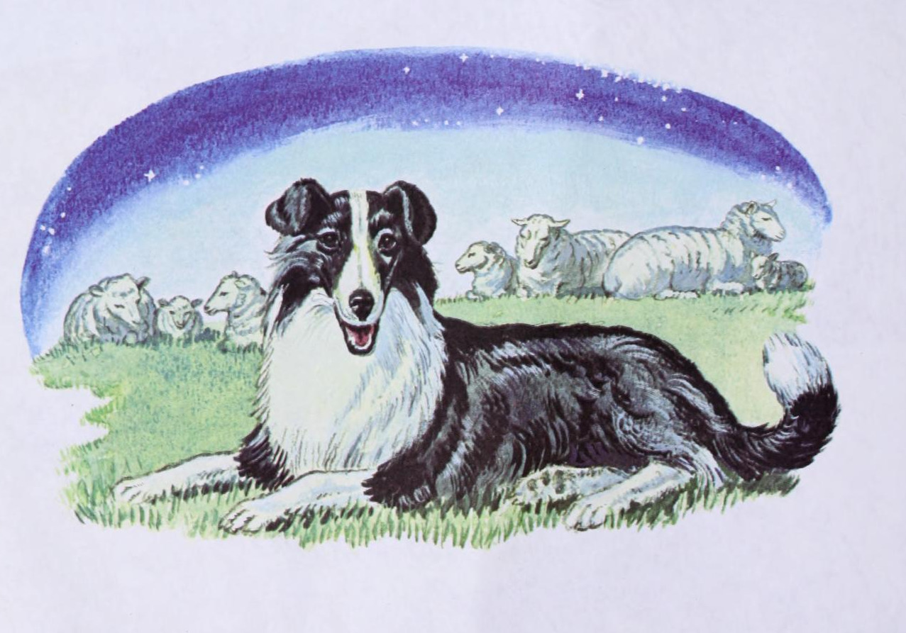 From Farm Animals, written and illustrated by Hans Helweg in 1978.