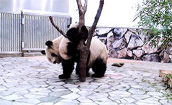pandasgifs:   baby panda run, catch me mom! (x) 