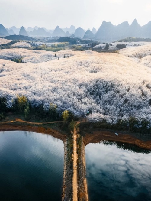 fuckyeahchinesegarden:cherry blossoms in 平坝pingba, 贵州guizhou, guiyang province, china