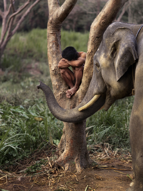 stevemccurrystudios:  A man rests in a tree with his elephant in Chiang Mai, Thailand.