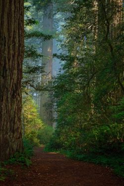 letsgoforahike:  Let’s Go For A Hike 