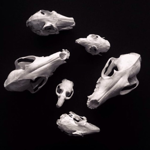 snotcherss:a part of my skull collection