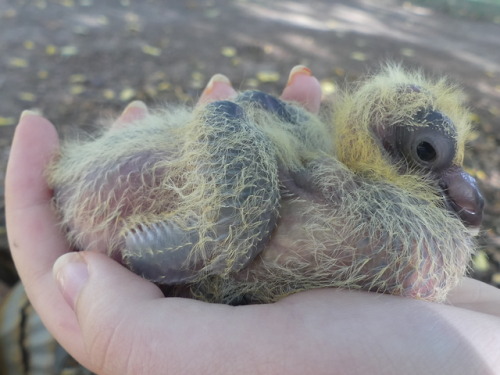 chickenkeeping:1 month old!