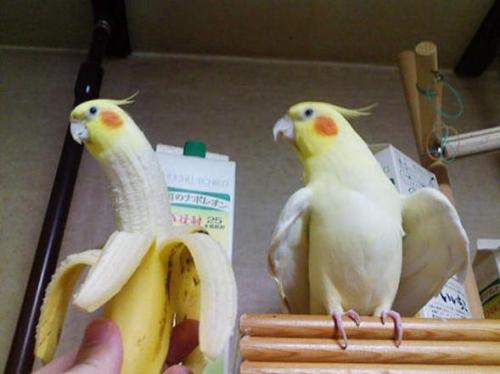 becausebirds: senseislouch: fat-little-dinos: honpun: I KNEW IT!!! Lutino tiels are actually bananas