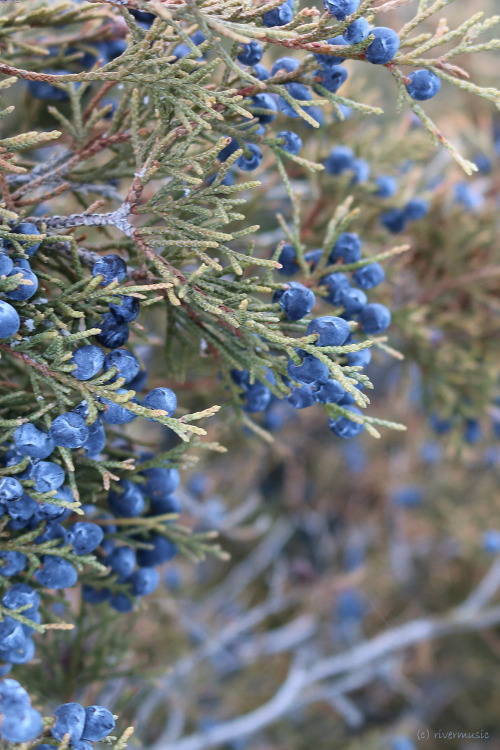 rivermusic:Almost Cobalt-Juniper berriesphoto by rivermusic, 2015